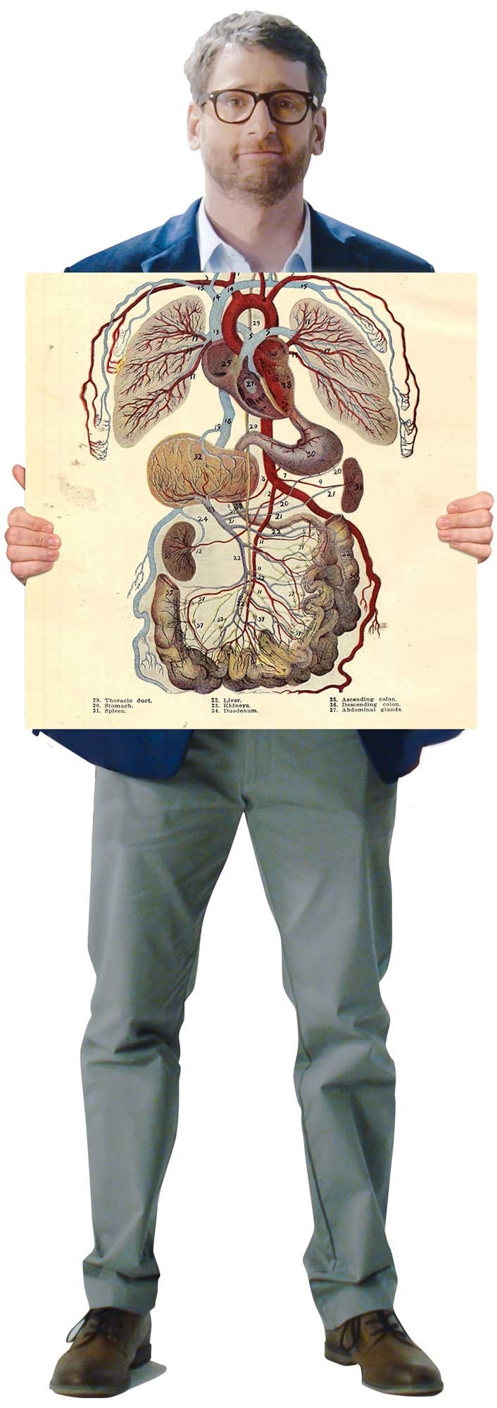 Spokesman-Anatomy